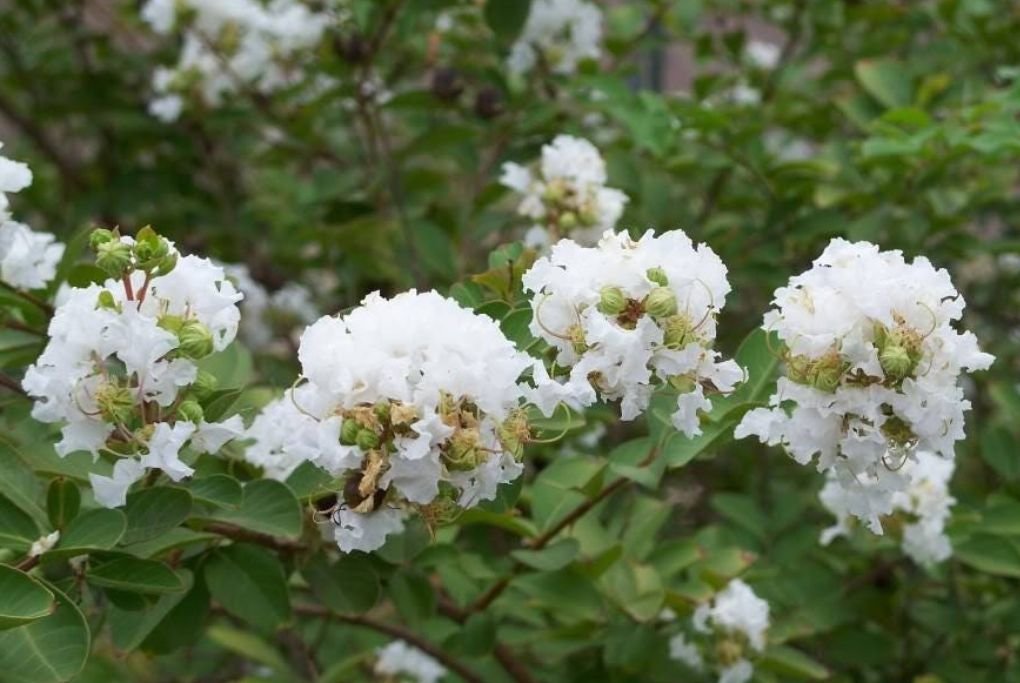 white crepe myrtle tree