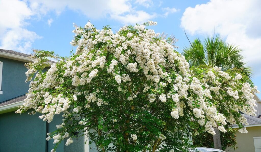 white crepe myrtle tree