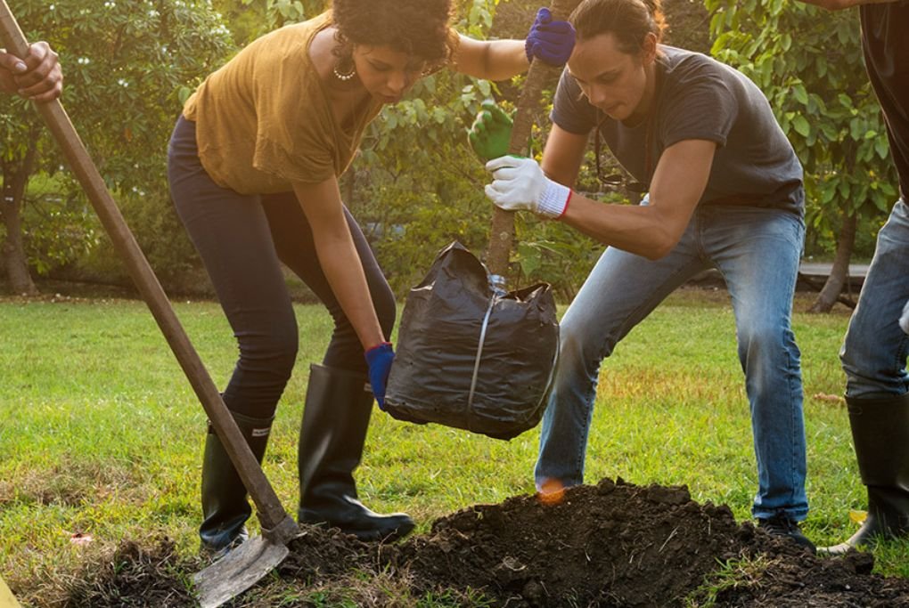 Planting Guidelines