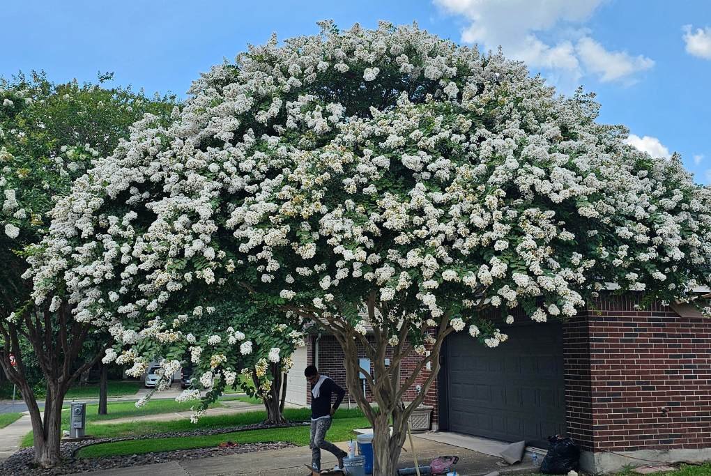 white crepe myrtle