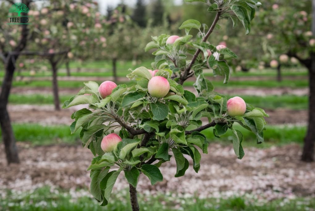 Fruit Trees to Grow