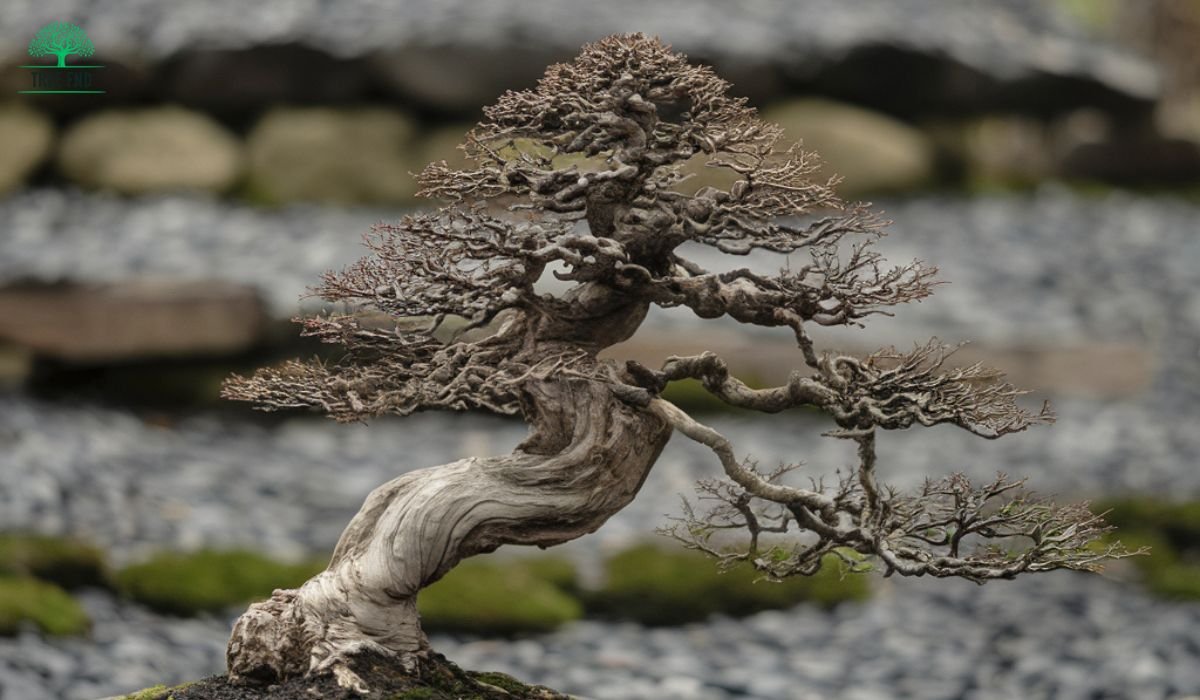 How Old Do Bonsai Trees Live