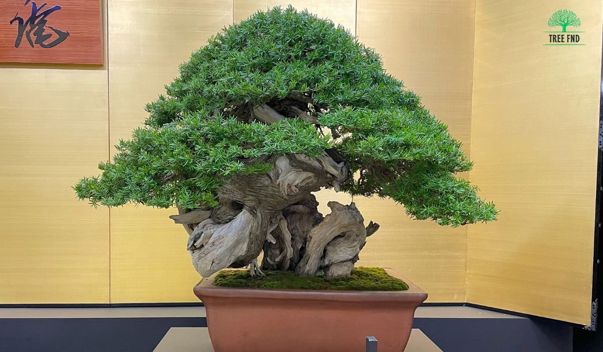 How Tall Does a Bonsai Tree Get