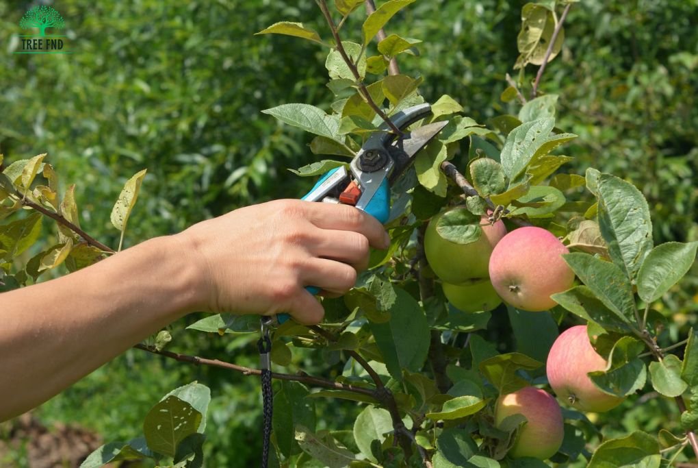 Importance of Pruning Fruits tree