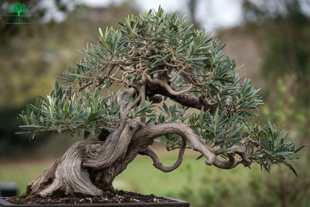 Wild Olive Bonsai Tree