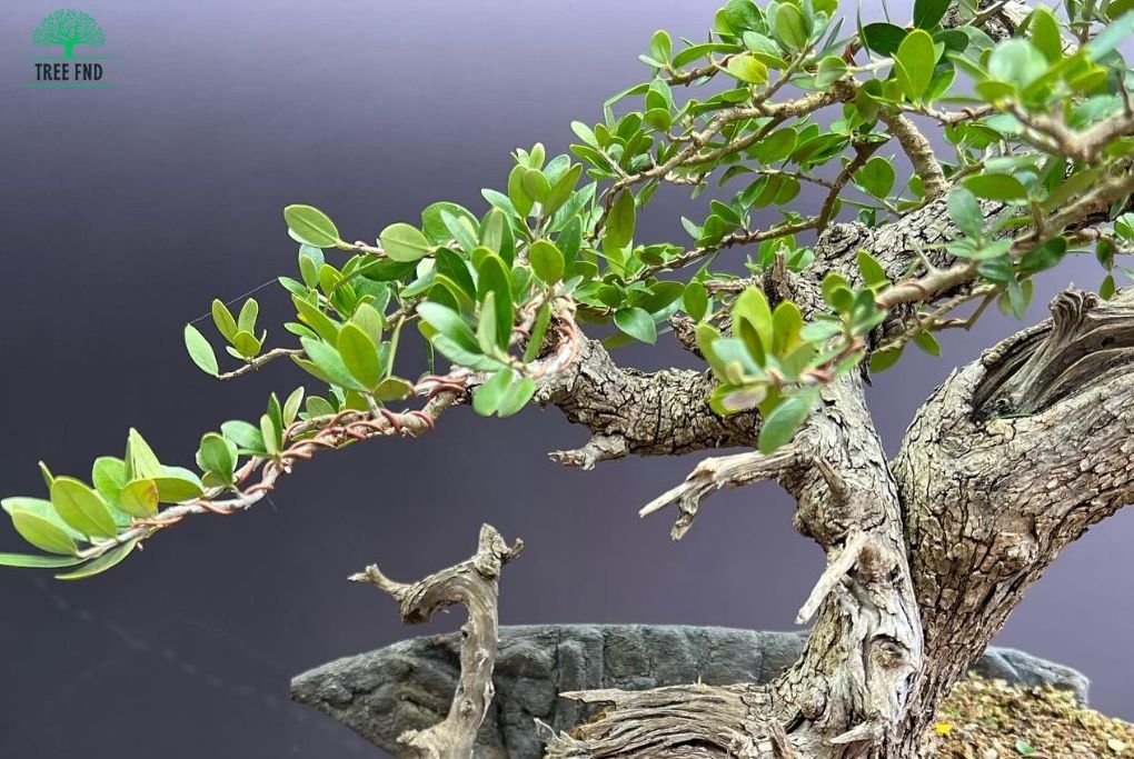 Wild Olive Bonsai Tree