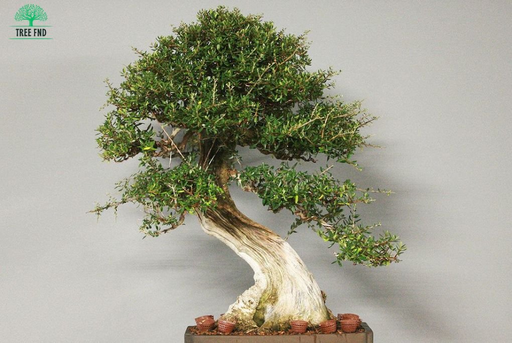 Wild Olive Bonsai Tree