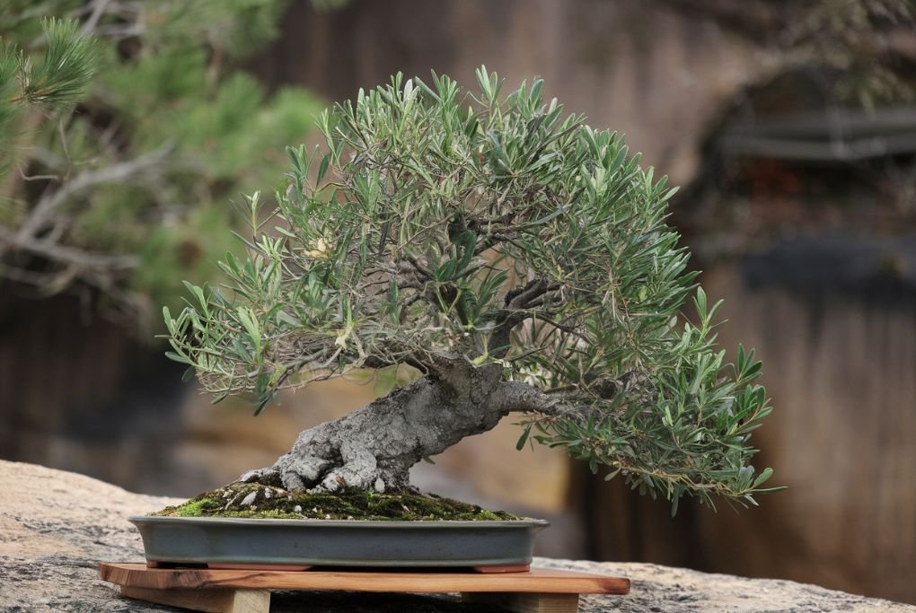 Wild Olive Bonsai Tree Pruning