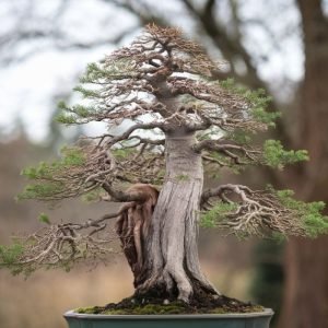 Bald Cypress Bonsai Tree