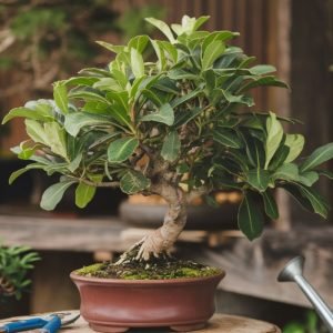 Ficus Bonsai Tree Care