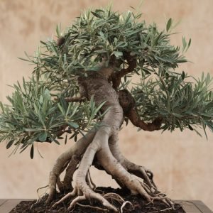 Wild Olive Bonsai Tree